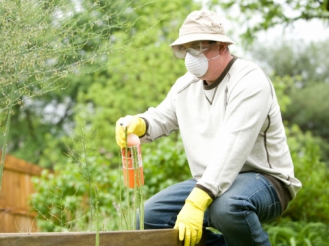 Gardening image - man wearing mask and using spray canister